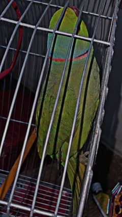 ringnack green parrot male (pattha)