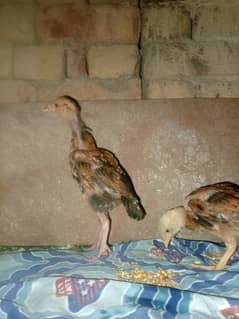 2 month old chicks for sale