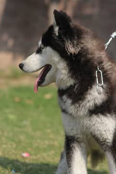 Siberian Husky