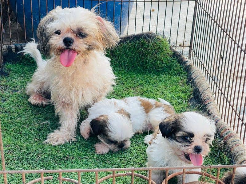 Shihtzu Puppies Males each 52k 1