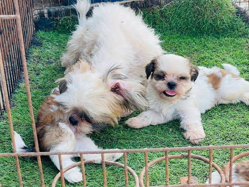 Shihtzu Puppies Males each 52k 3