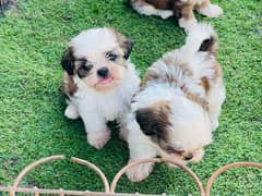 Shihtzu Puppies Males an female each 52k