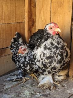 molted bantam