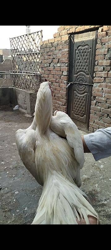 100% Full White Heera Aseel – Pure Breed, 0% Boska, Champion 1