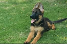 german shepherd puppy