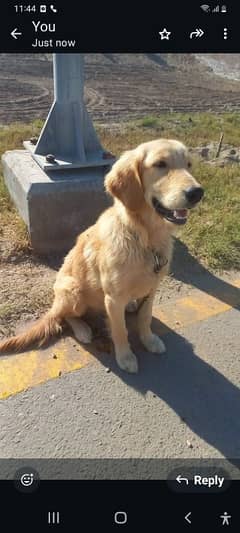 golden retiver male pup for sale