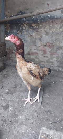 aseel murgi ready to breed for sale