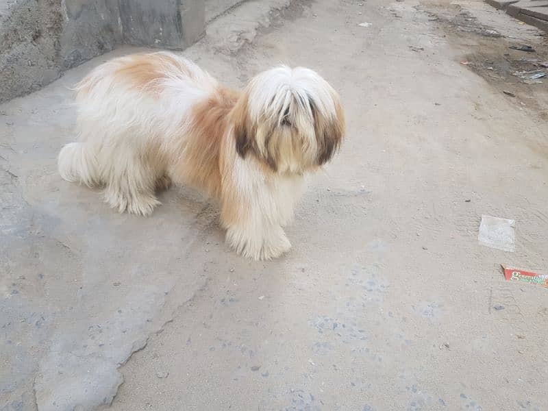 shihtuz male forsale 0