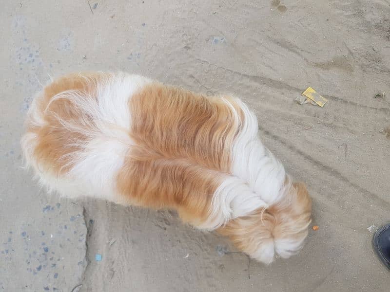 shihtuz male forsale 1