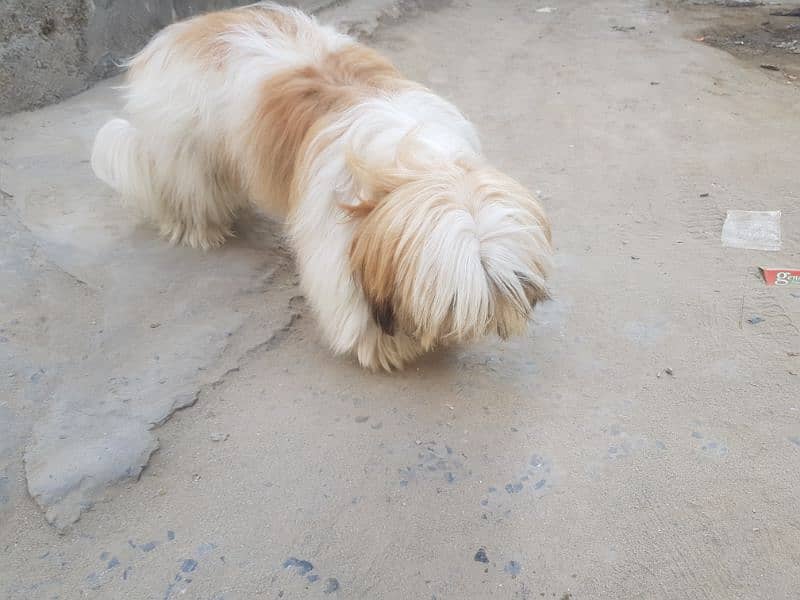 shihtuz male forsale 2