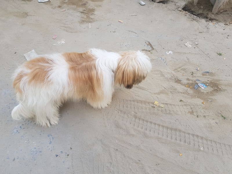 shihtuz male forsale 3