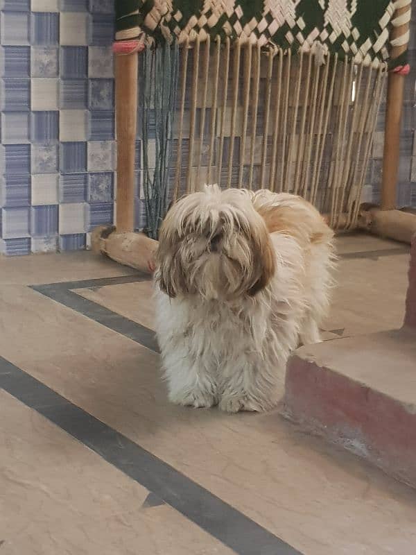 shihtuz male forsale 4