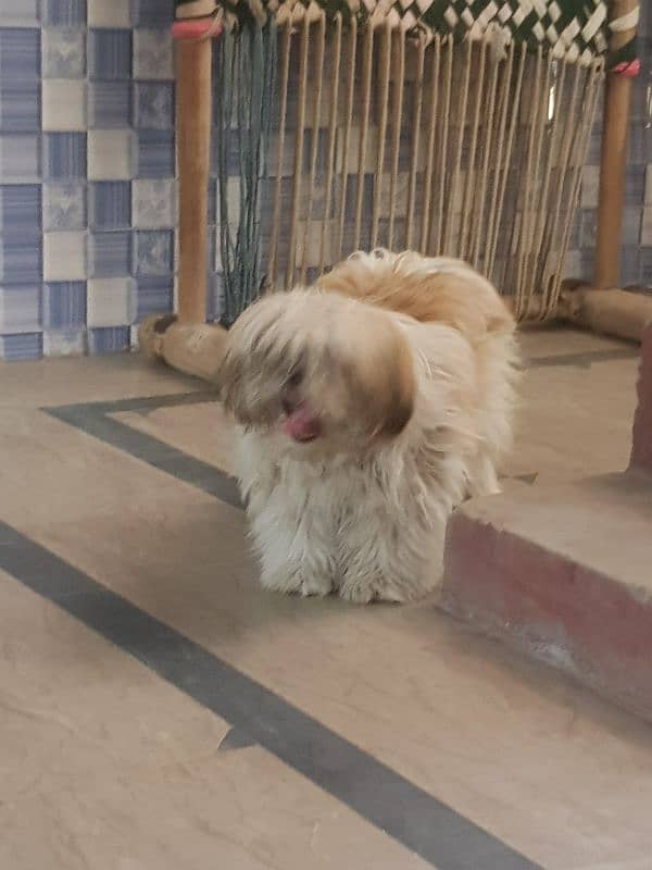 shihtuz male forsale 5