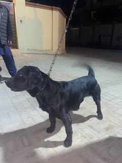 Black Labrador (M)