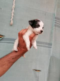 russian male puppy for sale