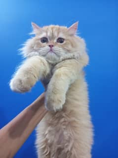 pure persian heavy fur high quality cat available for sale