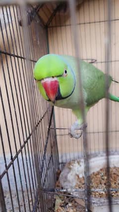 Green Parrot