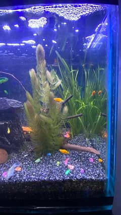 Planted Fish Tank