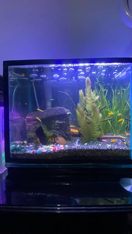 Planted Fish Tank 1