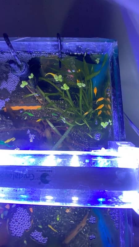 Planted Fish Tank 2