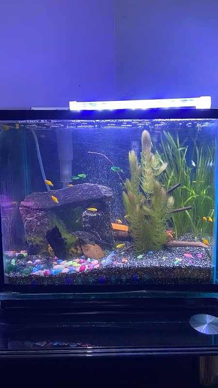 Planted Fish Tank 7