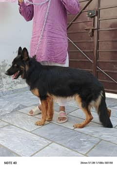 pure blood line long coat German male