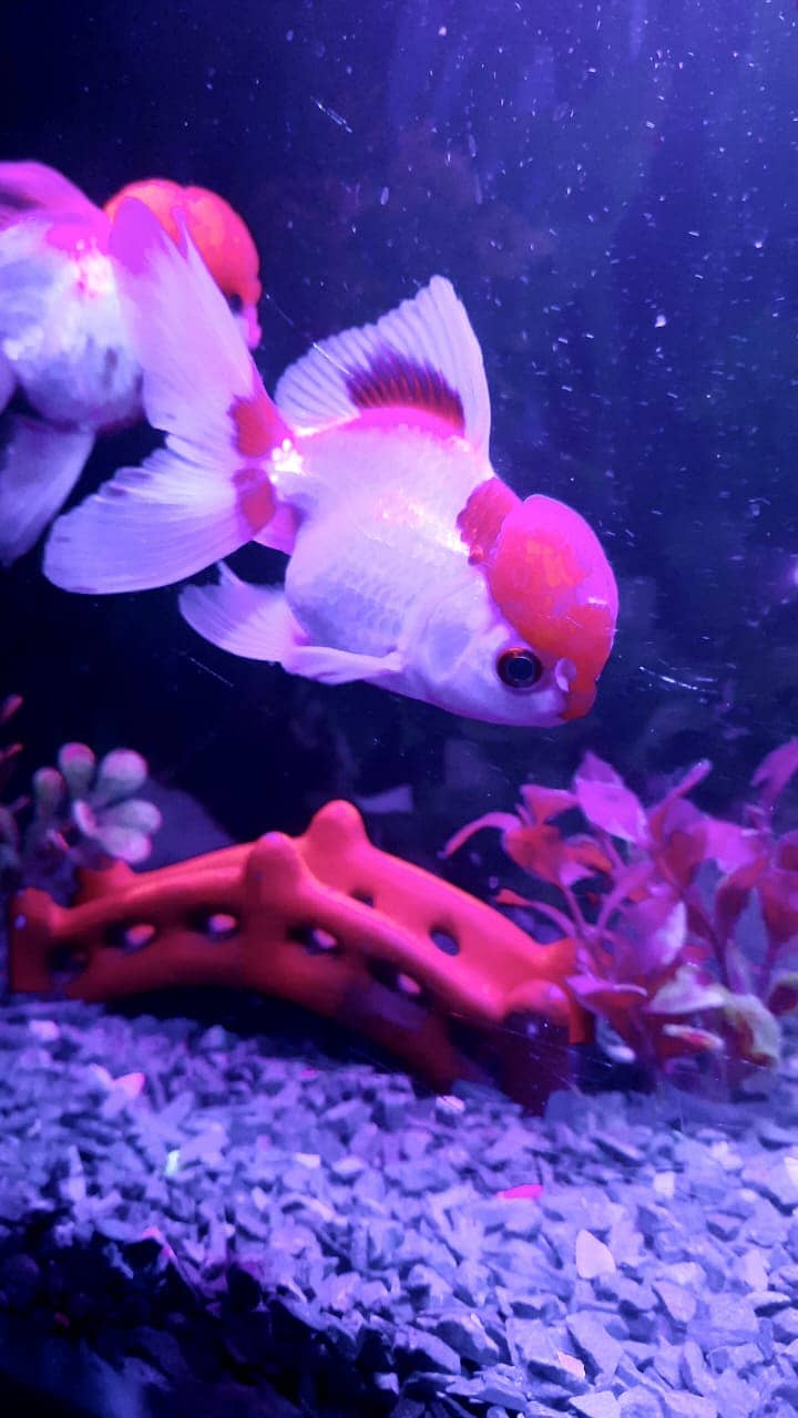 goldfish pair 0