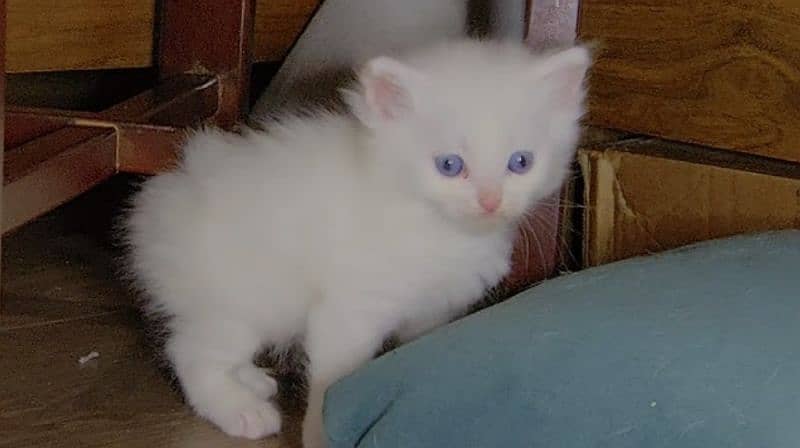 persian kitten 0