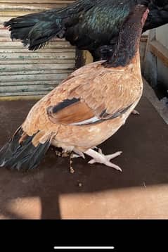 ASEEL MIANWALI HEN (murgi ) for selll