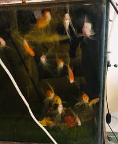 gold fishes