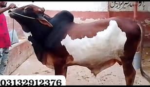 2025 ki qurbani k liya location Malir karachi six mall ka puttha