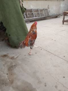 aseel hens murgha murghi