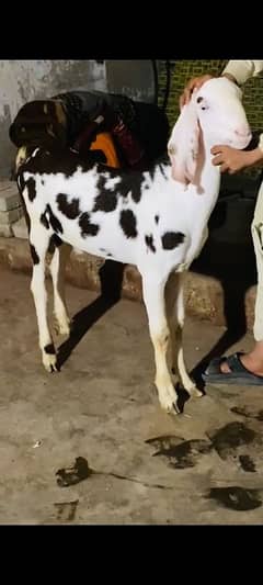 khara ablack bakra