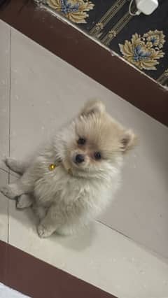 Pomeranian