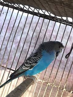 budgie black wing