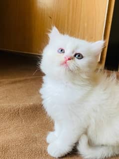 High Quality Female Kitten (Persian - Dollface)