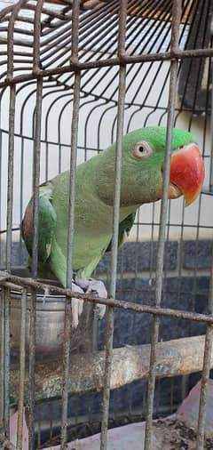 Talking Raw Parrot For Sale