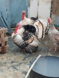 male turkey birks