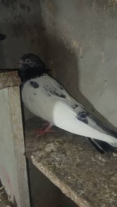 Taddy pigeon