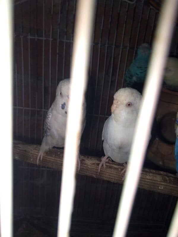 love birds breeder pair 4