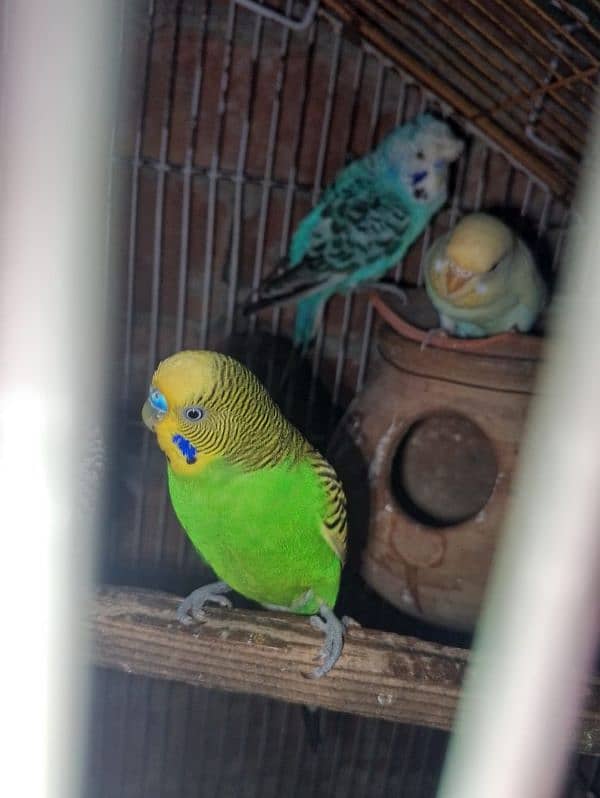 love birds breeder pair 5