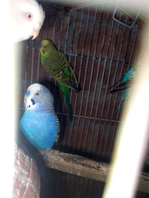 love birds breeder pair 9