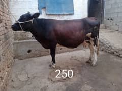 Cow 03145387877