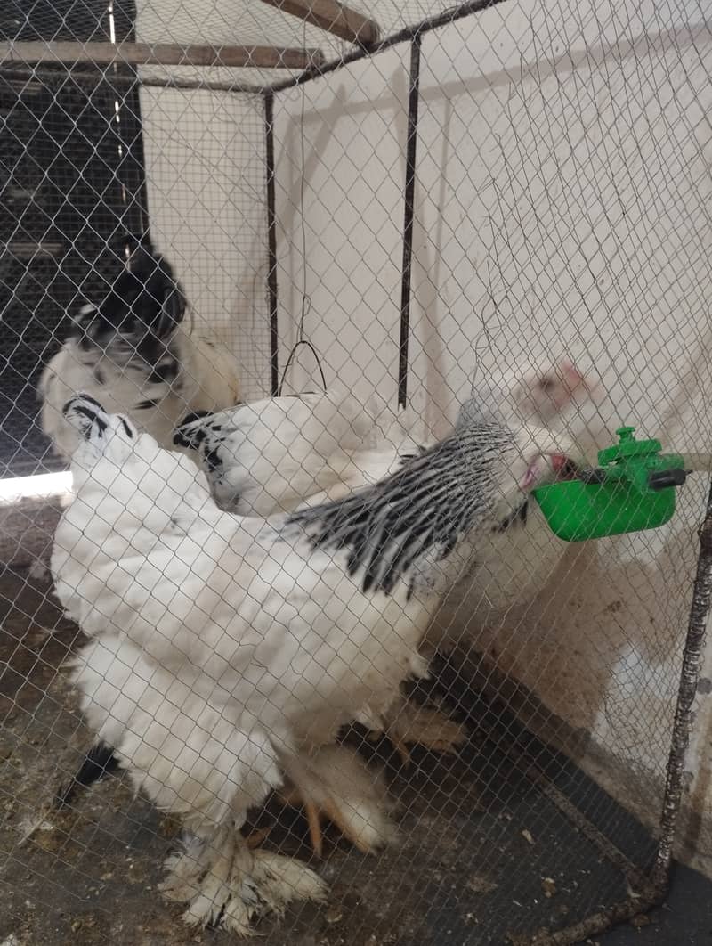 Columbian Brahmas Chicks and fertile eggs for sale 0