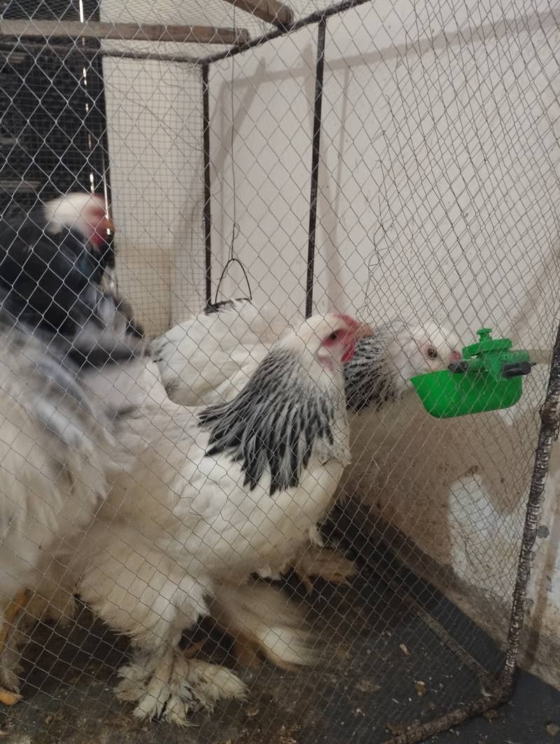 Columbian Brahmas Chicks and fertile eggs for sale 1