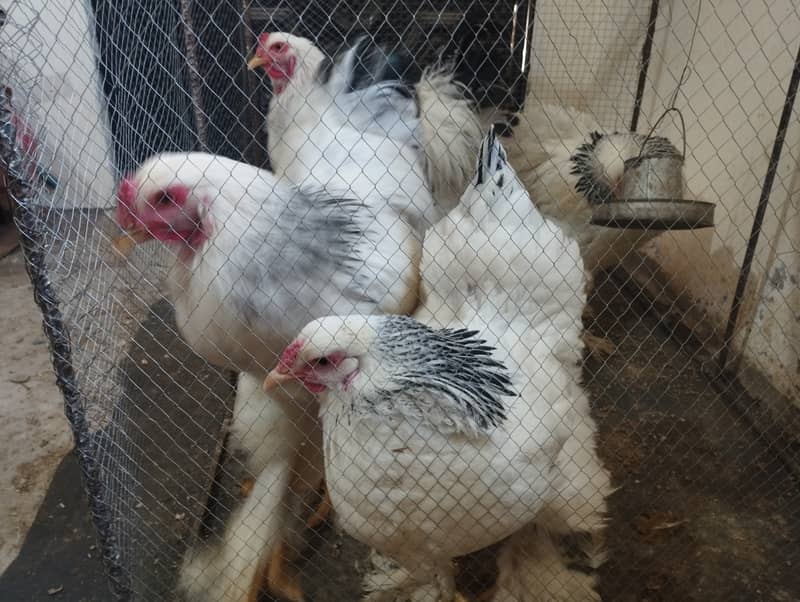 Columbian Brahmas Chicks and fertile eggs for sale 2