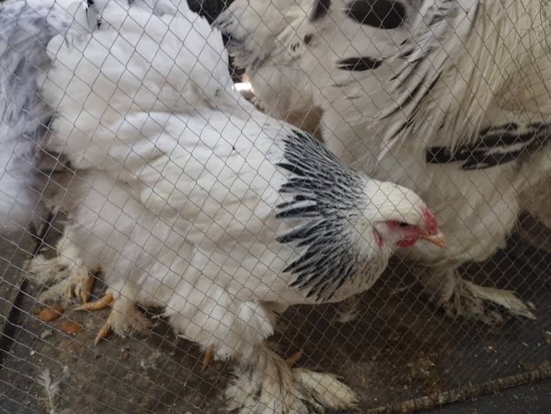 Columbian Brahmas Chicks and fertile eggs for sale 3