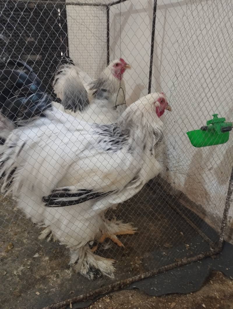 Columbian Brahmas Chicks and fertile eggs for sale 4