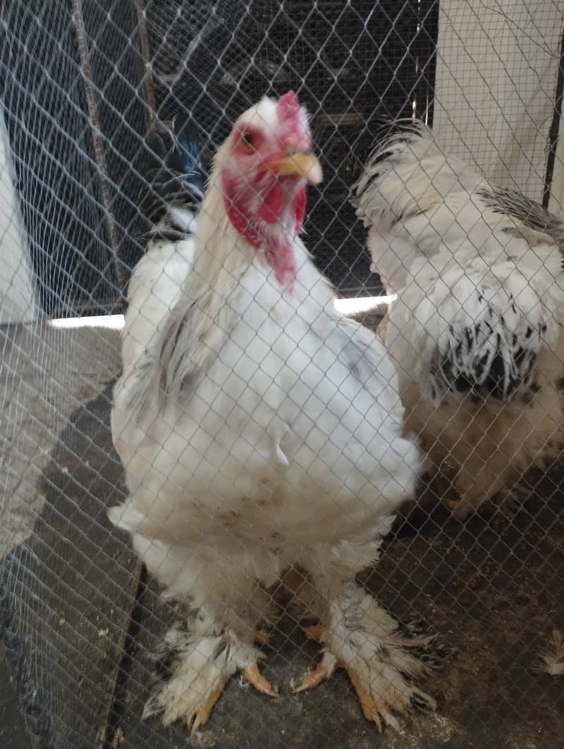 Columbian Brahmas Chicks and fertile eggs for sale 5