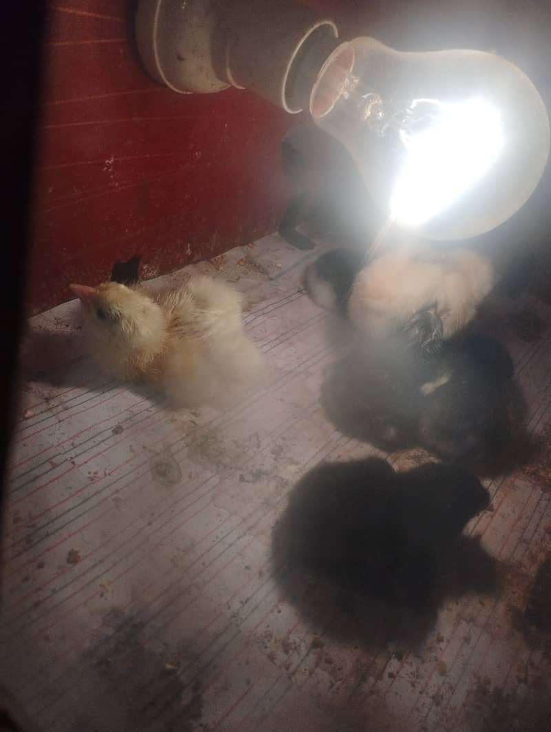 Columbian Brahmas Chicks and fertile eggs for sale 6